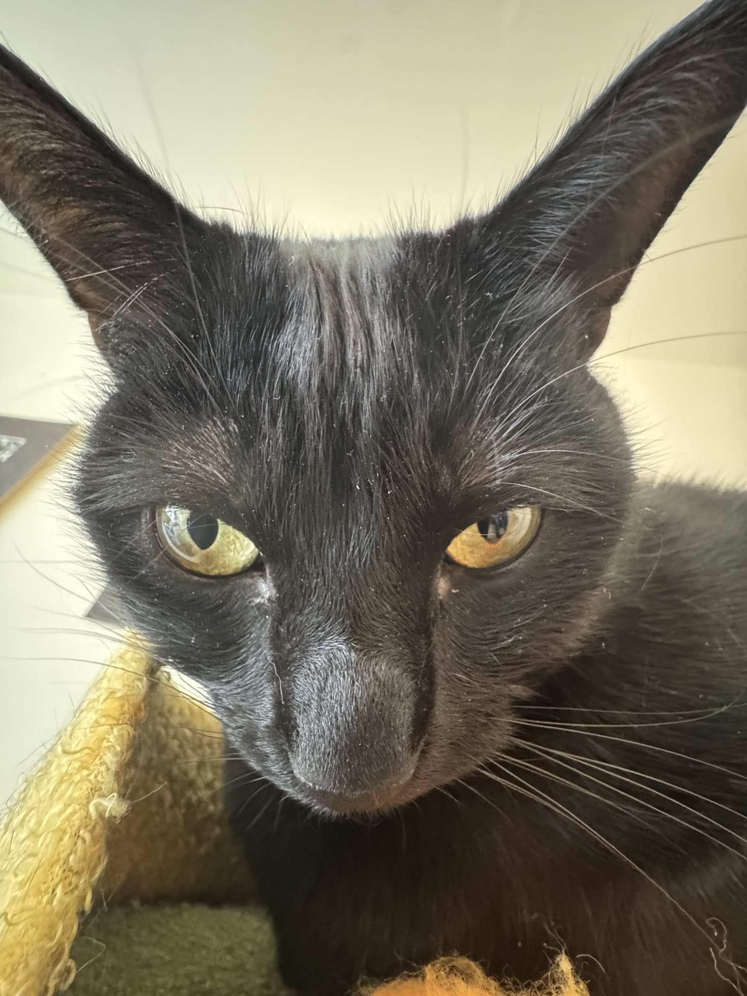 A wide-angle picture of a black cat named Beans. He's a gremlin.