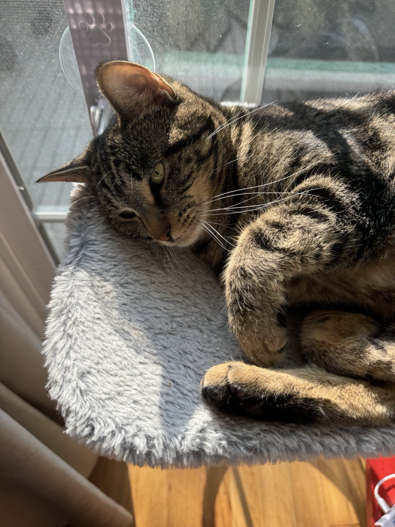 A picture of a brown and black tabby cat named Clarice snuggled up on a bed.